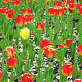 April Flowers - A Splash of Yellow