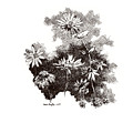 My Summer in Flowers - September 2023
